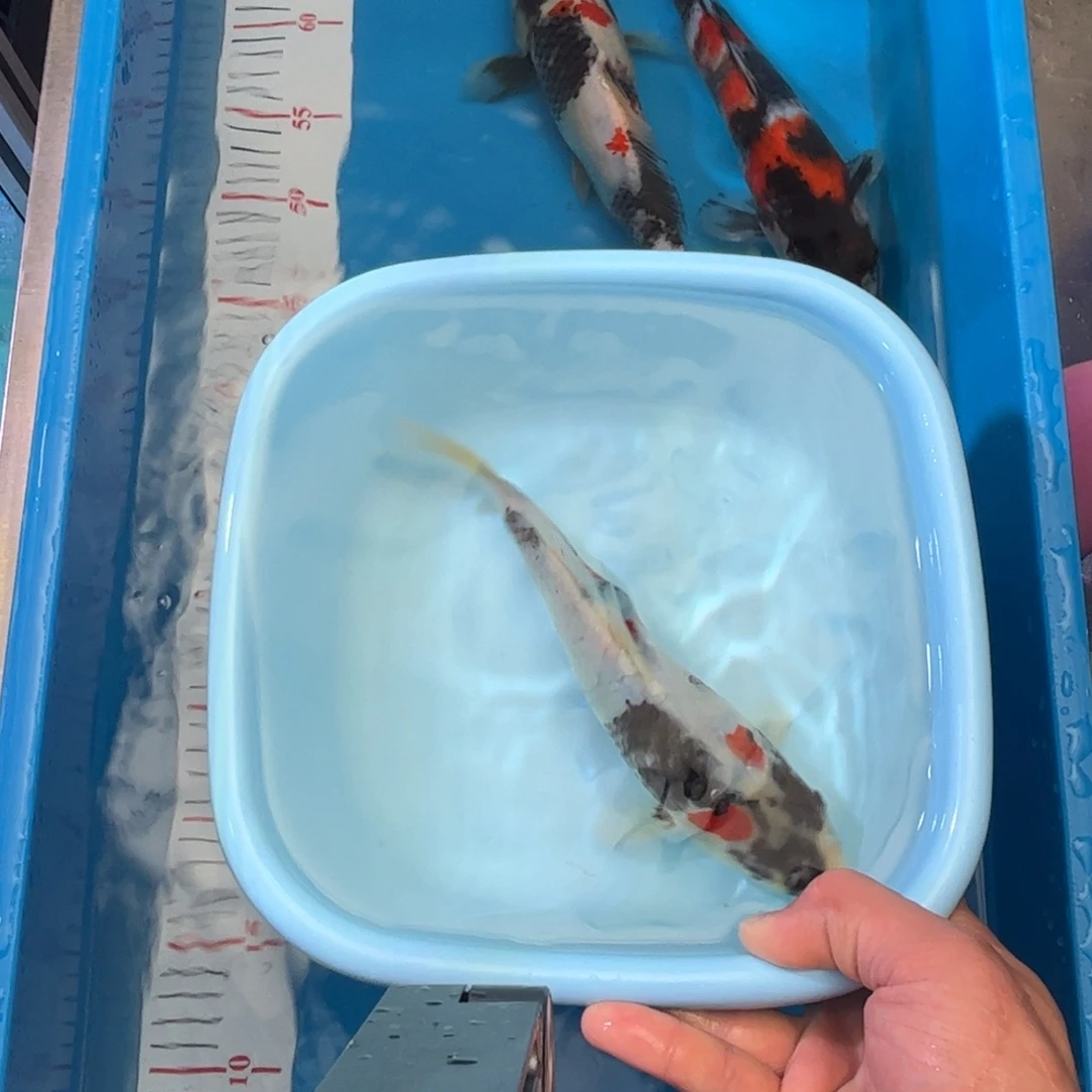 锦鲤直播间锦鲤链接一鱼一拍