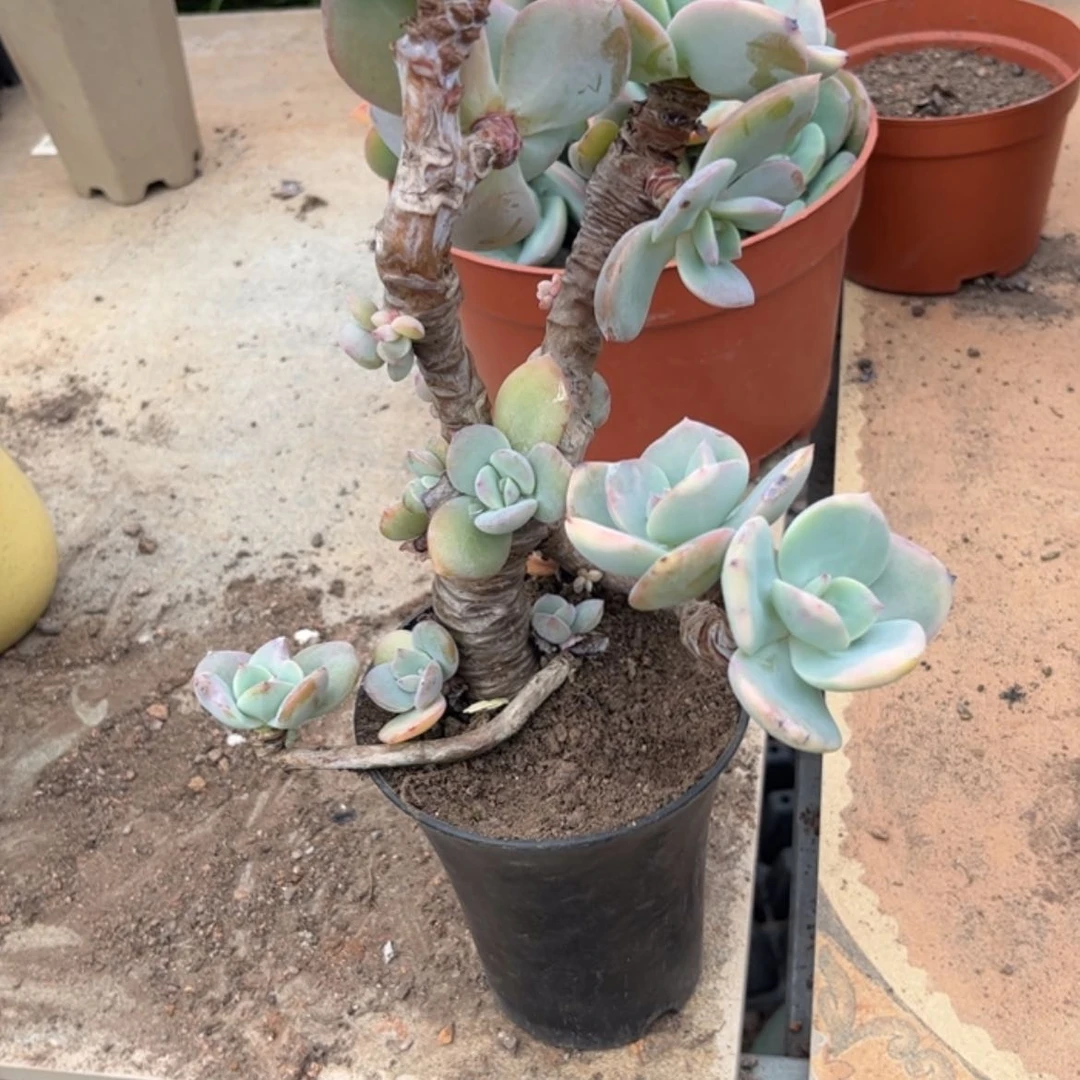 【闪购商品】无花朵冰*瑰