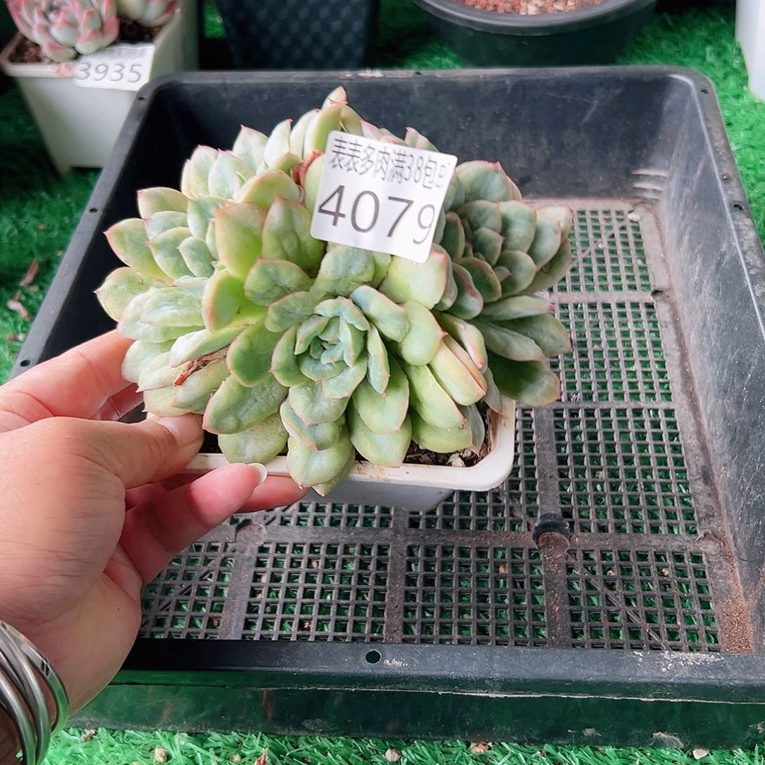 无花朵多肉一物一拍植物4079