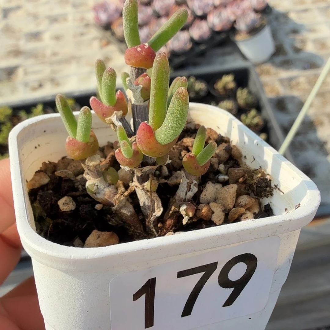 179五公分枝干兔子满20包邮