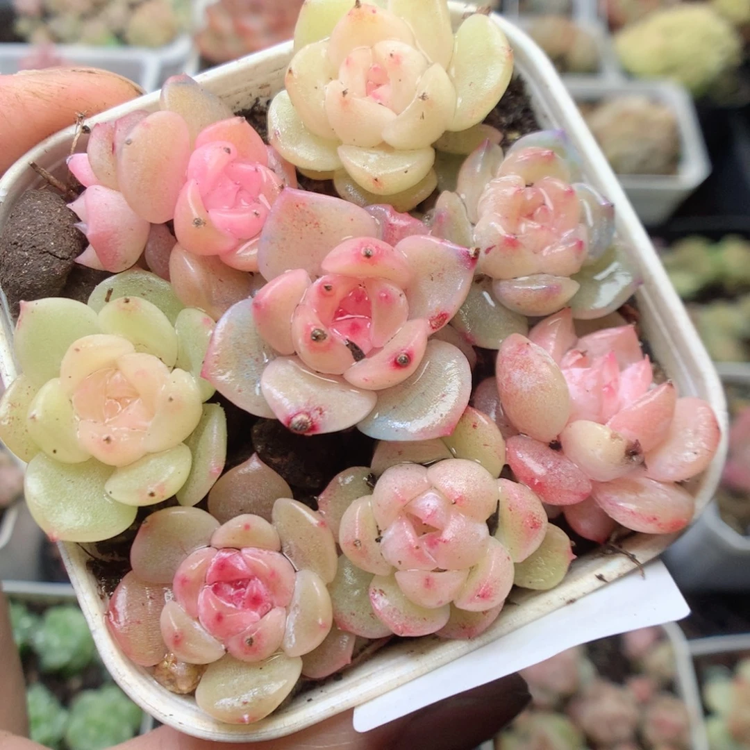 无花朵Q5。b2。yyyyy