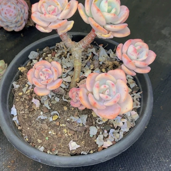 友家多肉一物一拍21