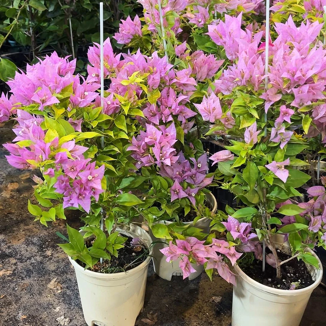 大部分花苞少量开放粉红豹带竹一颗