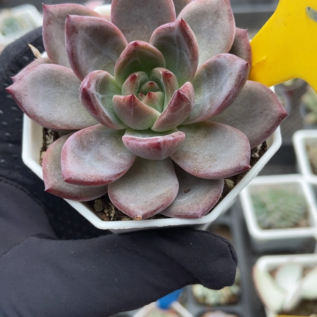 634 夜魔侠多肉植物