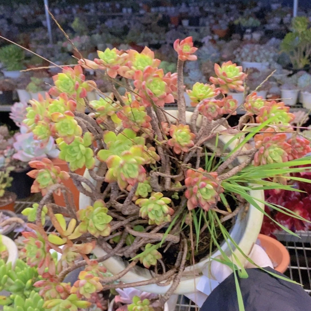0179马库斯一物一拍