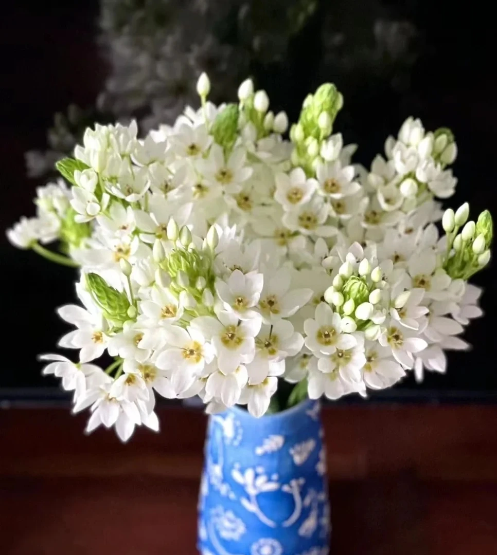 加购  圣心百合花  云南基地直发【单拍发韵达】