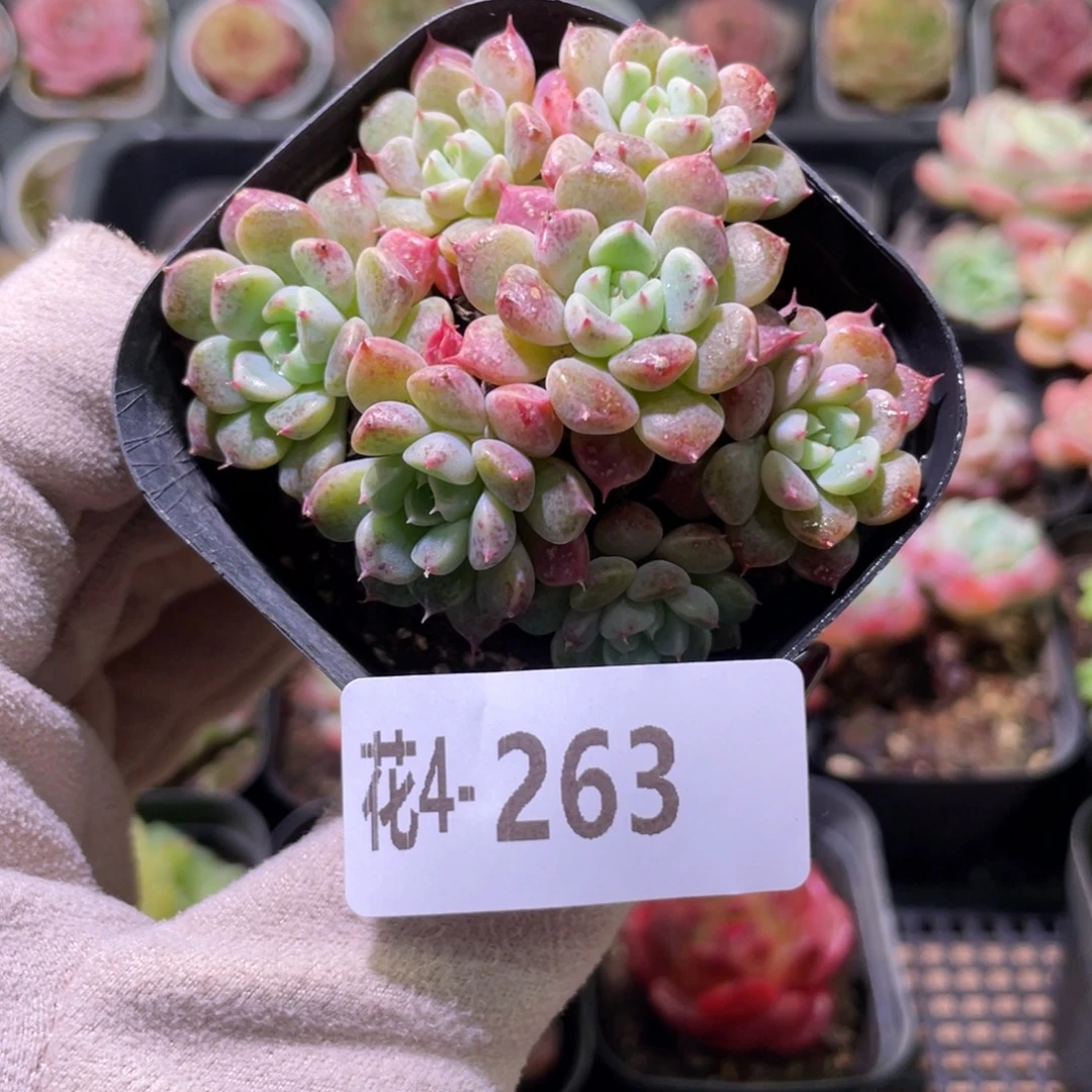 花利美4-263阿曼尼