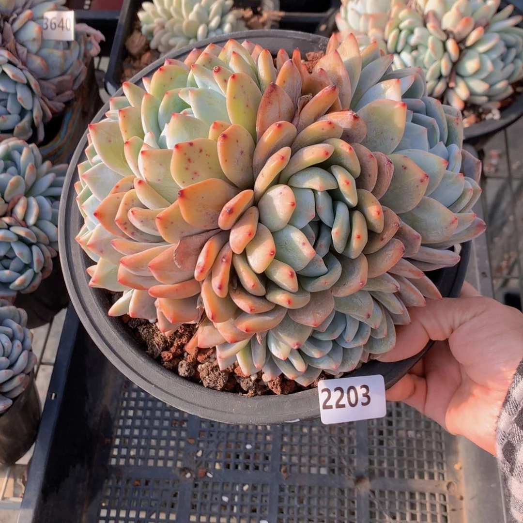 2203多头一个恩恩