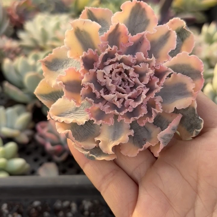 多肉植物满18包头盖