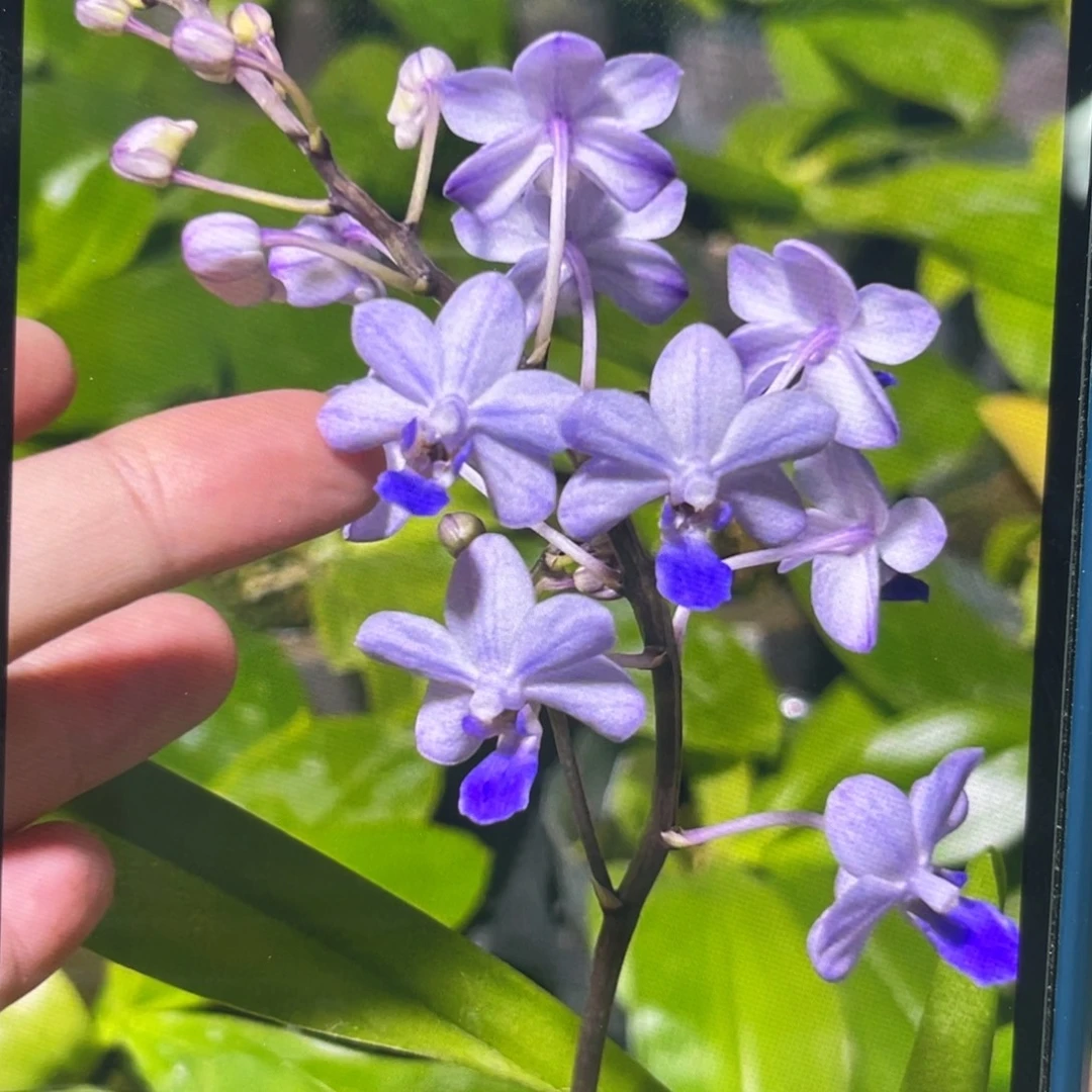 完全开放蓝色梦幻，苗