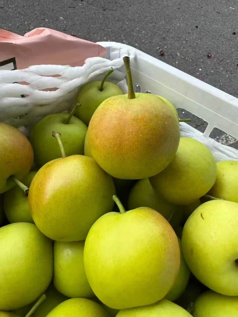 云南丁香梨 清香甘甜 细嫩化渣  3斤、5斤