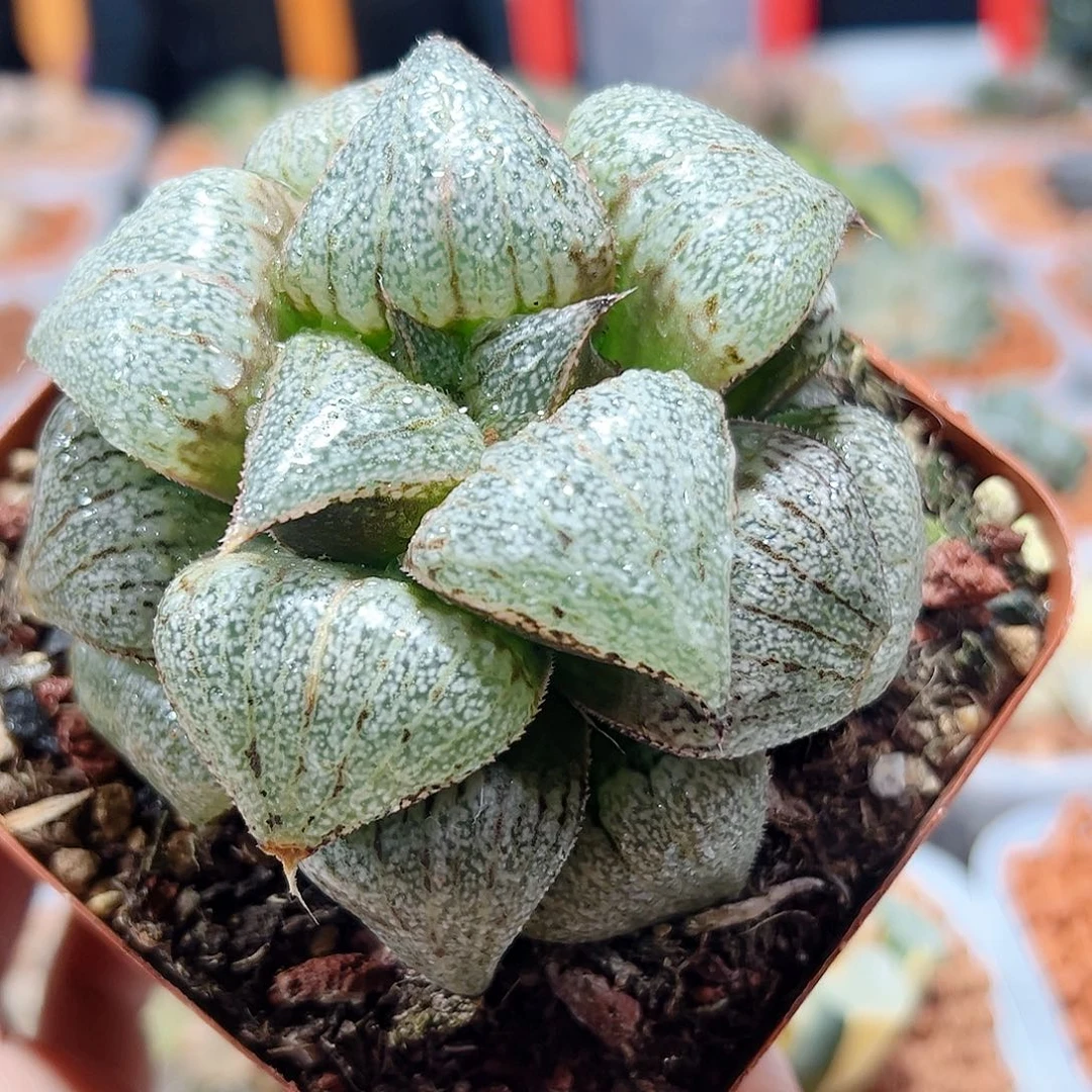 十二卷多肉翡翠白银