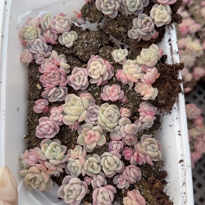 40号王者系列多肉一盒