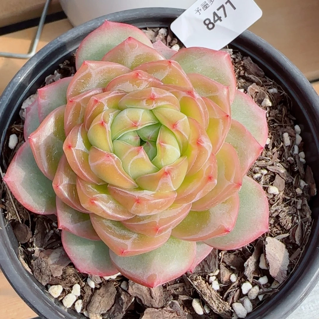 海洋之星，8471多肉植物