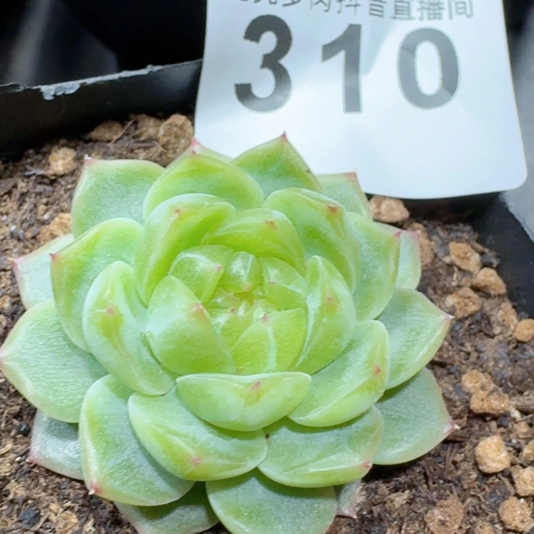 泼富         多肉植物