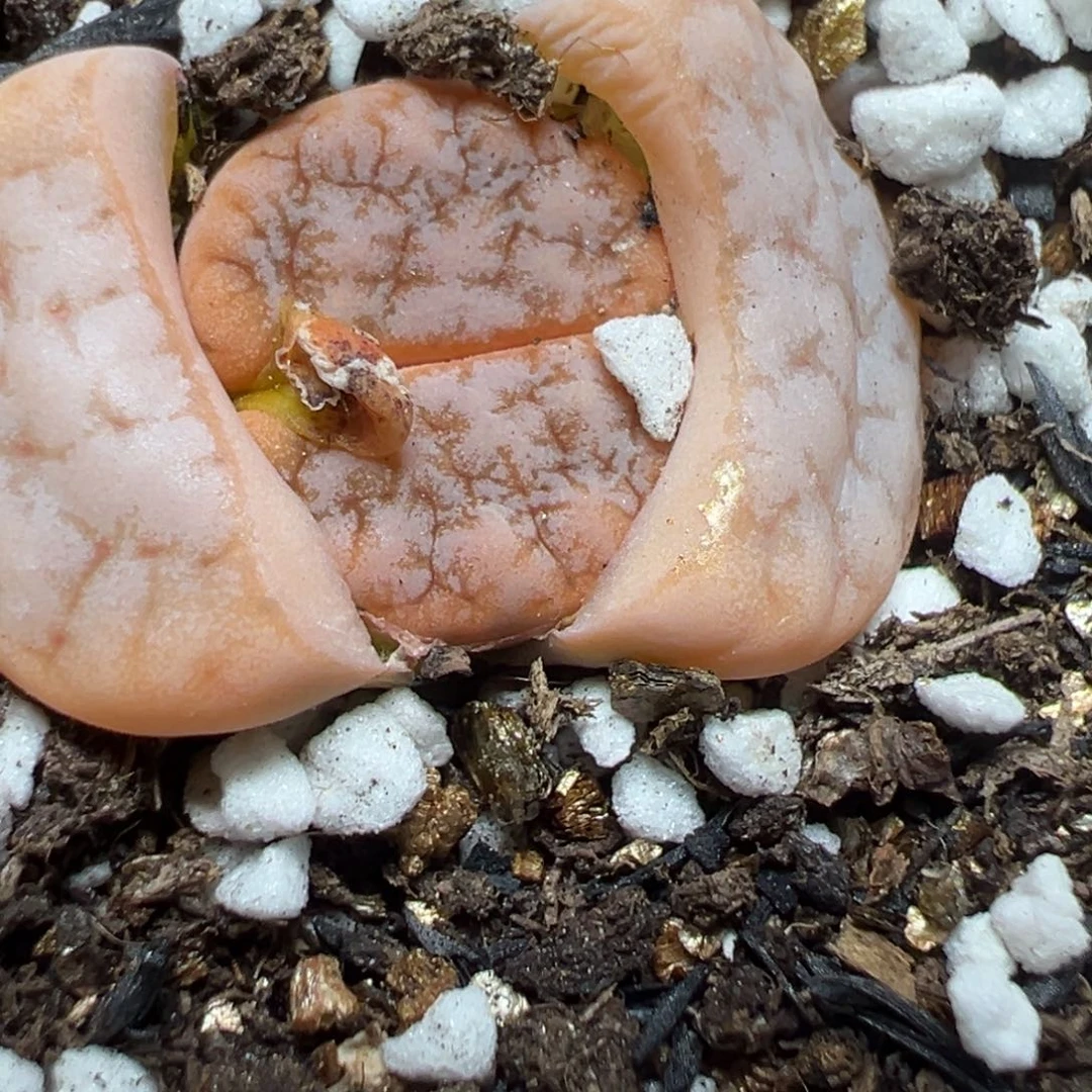 【闪购商品】437……