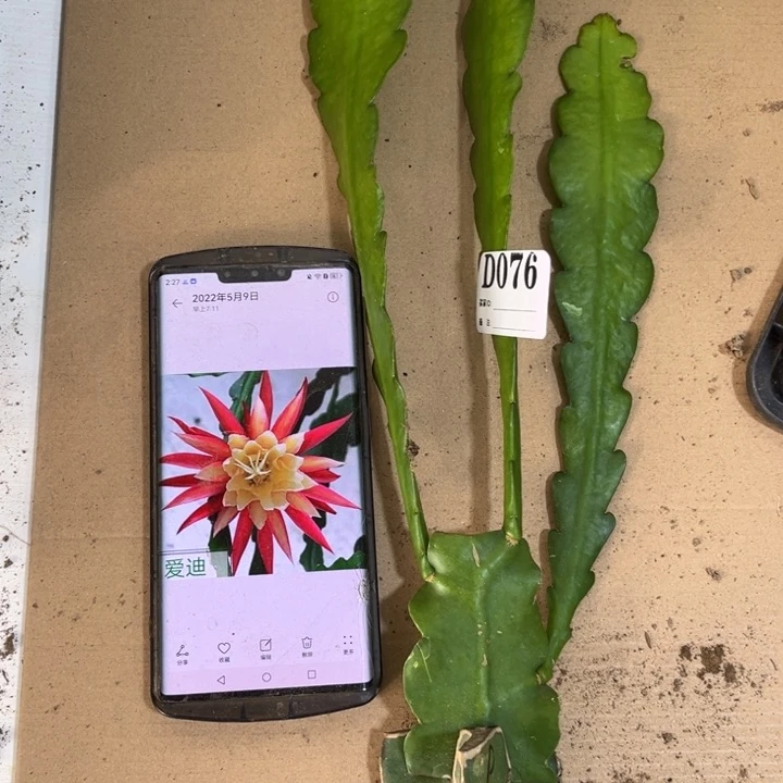 当前无花栽培后可以开花076