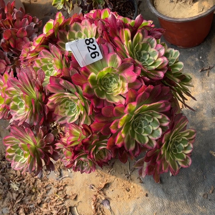 多肉天合法师老庄826