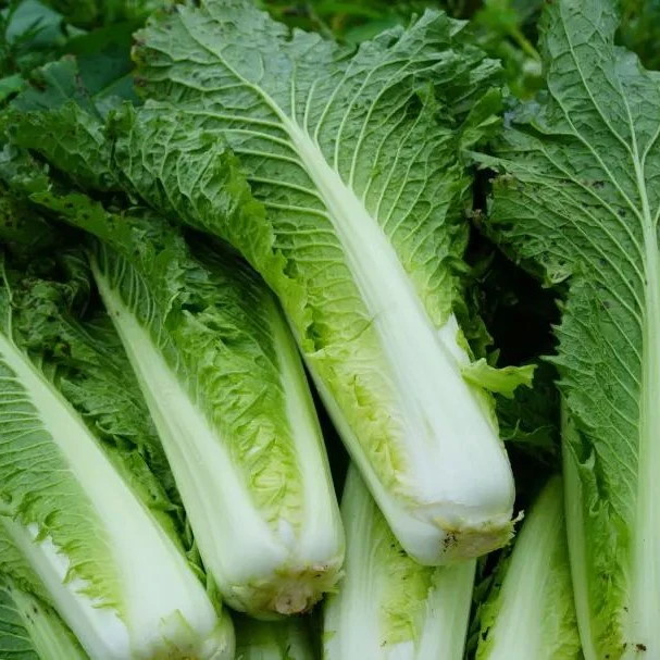 2斤农场自种高筒白菜