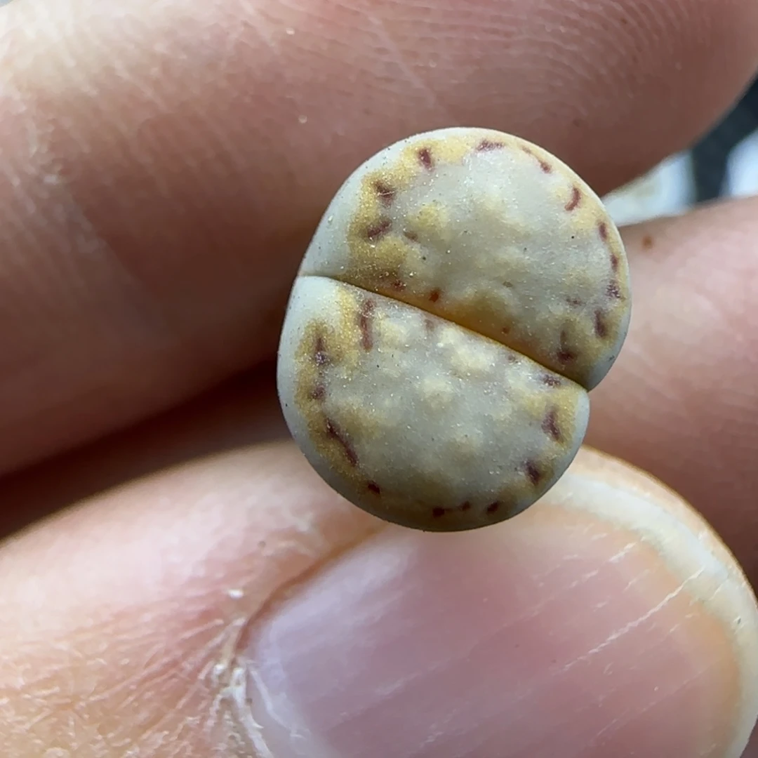288饼干清框福利30包邮