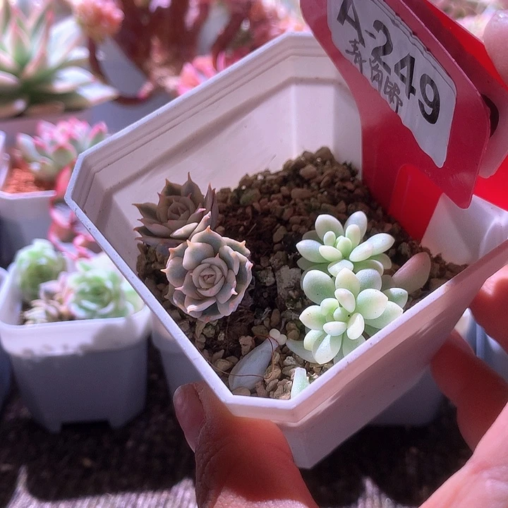 福利青岗锦与洛可可拼盘有根