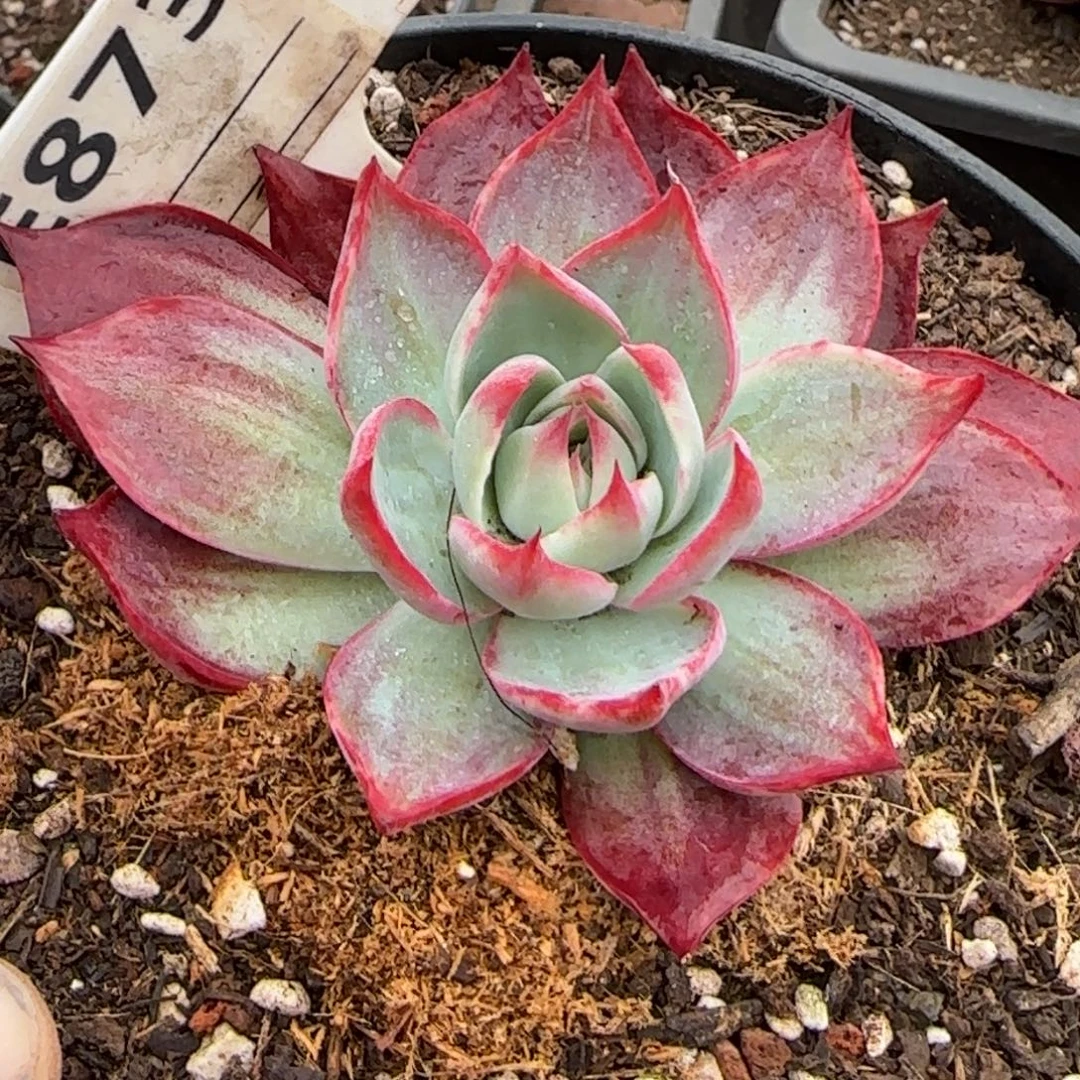 惊鸿一物一拍包装收缩花旱873