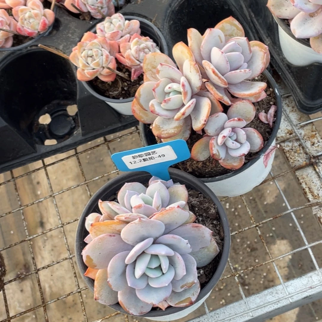 1202-49-韩版奶茶多头