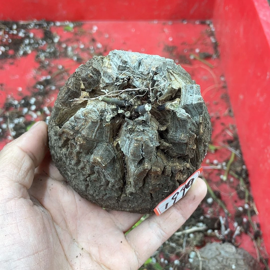 龟甲龙一物一拍1999号10cm