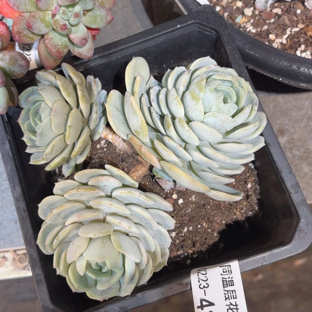 同温层多肉410劳林