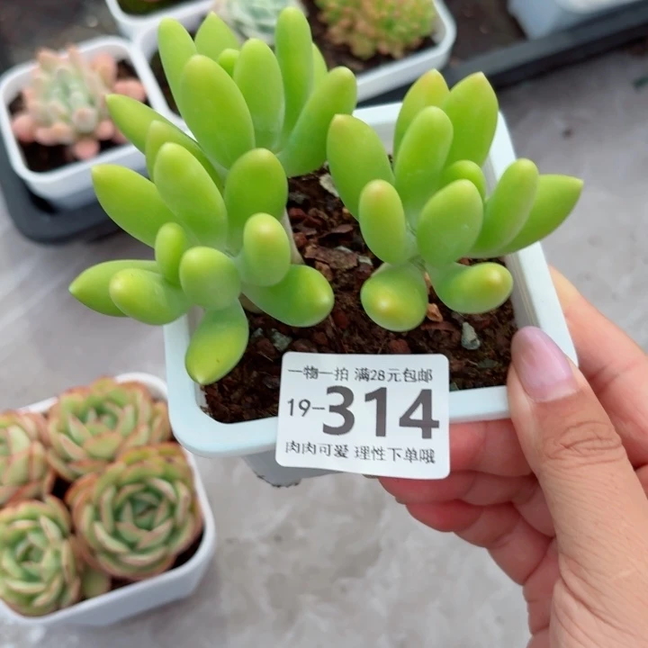 芒果奶多肉无盆土发货多肉多