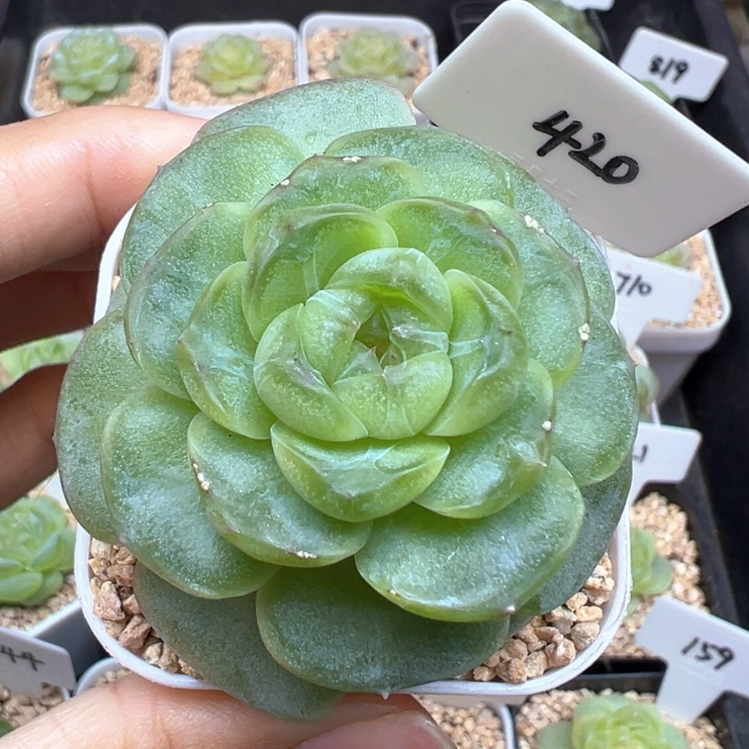 420号风花雪月系列流光