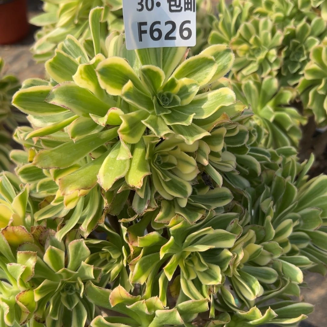 菲*626 多肉法师艳日伞