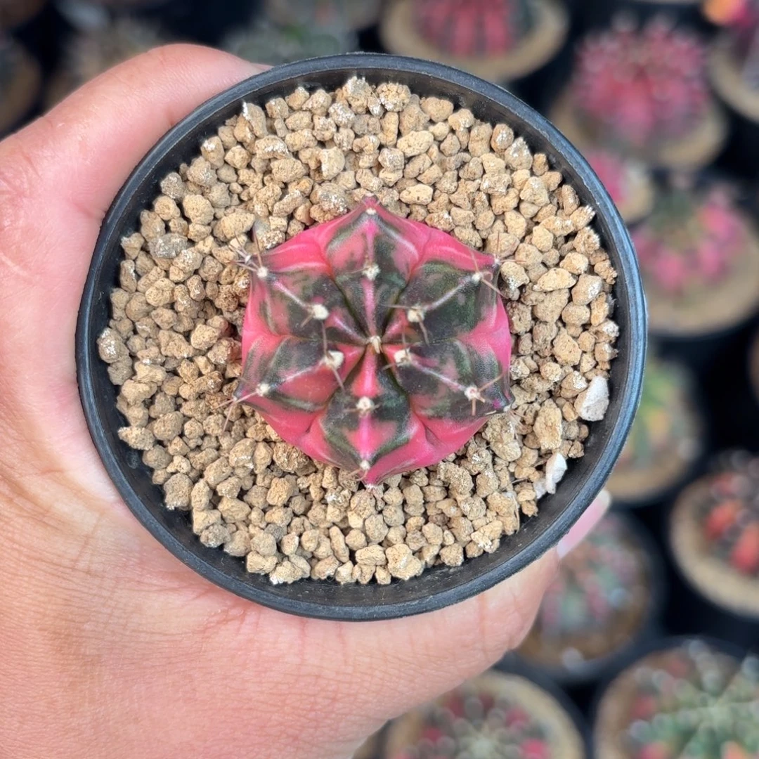 泰系米哈金奖侧102