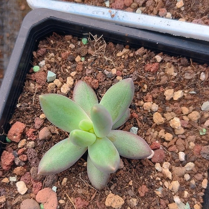 阿***虎朵唯系列特价福利美人一物一拍