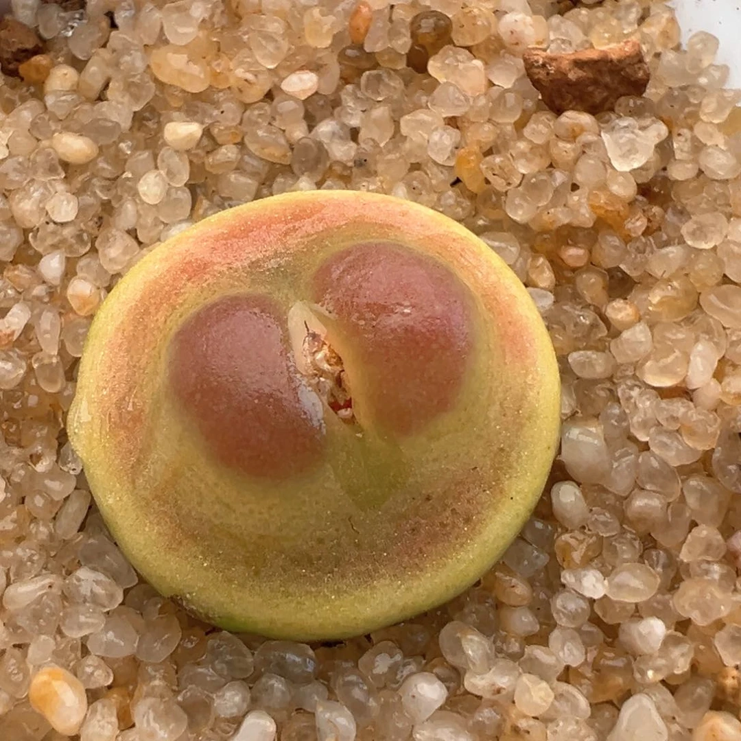 956。日系桃尻娘 拉登母本。2