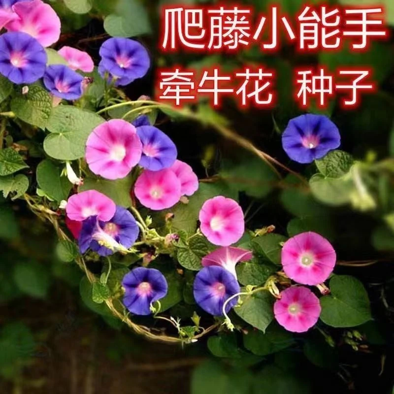 .爆款爬藤大牵牛花种子大喇叭花种子矮牵牛花爬藤花卉种子四季播