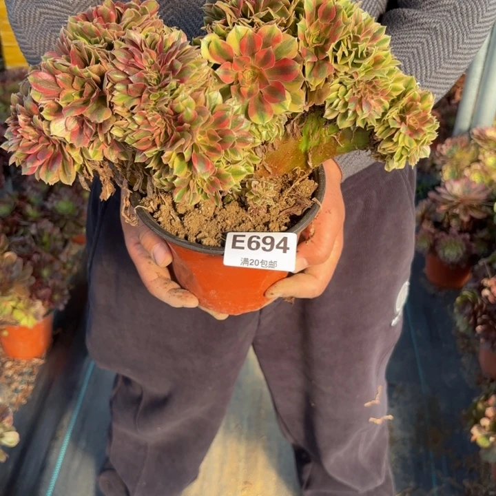 『***』瑞妈，，。。。。。694洛神缀，