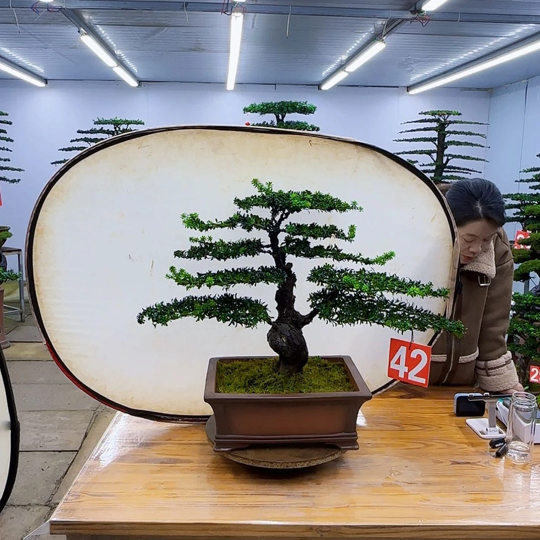 无花朵盆景直播间一物一拍