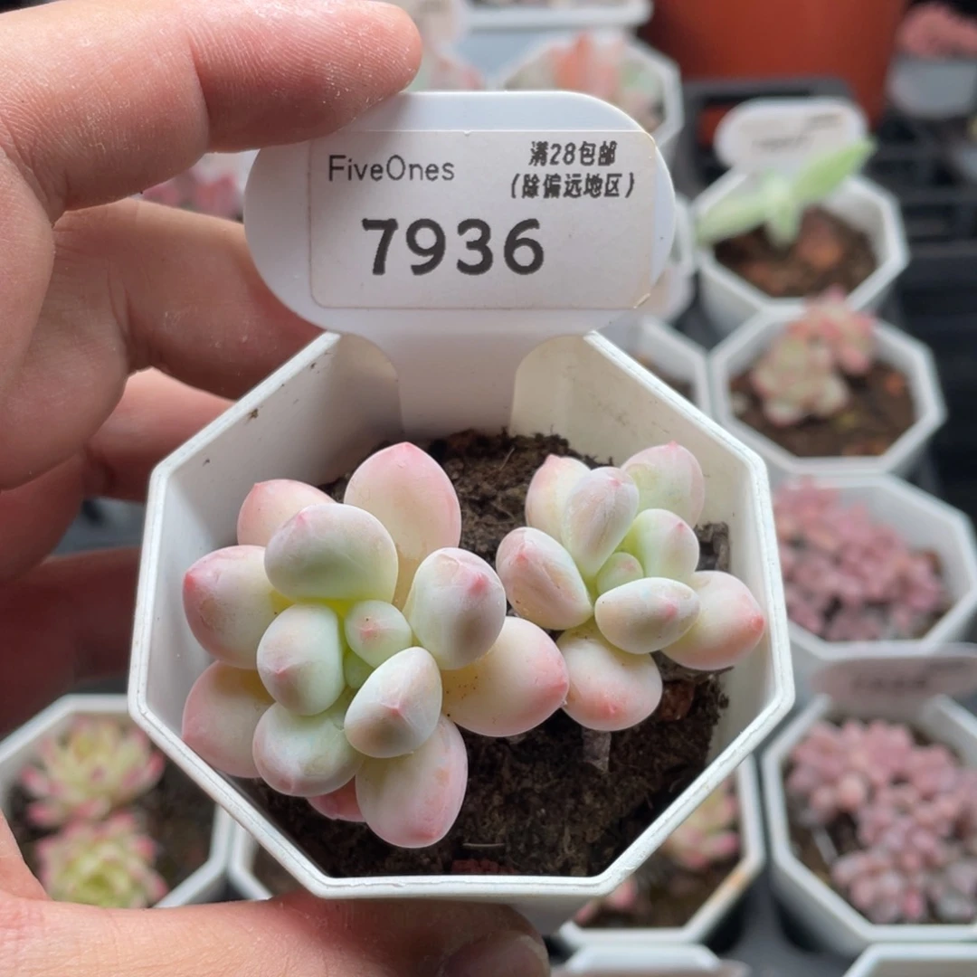香水7936-6.0厘米