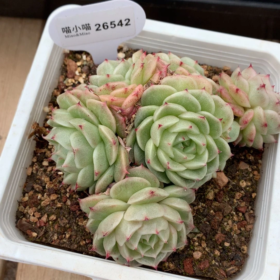 G***e多肉植物麦秆珍妮