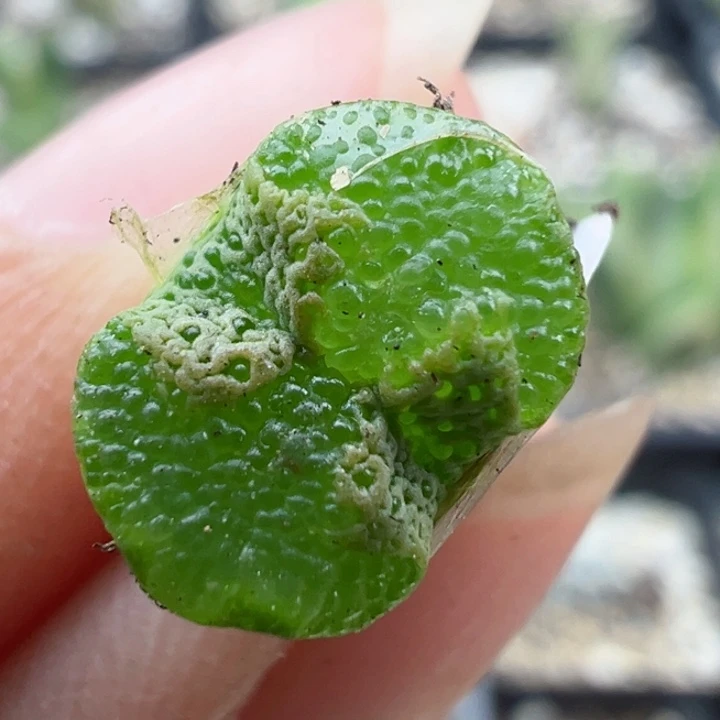 珍*258干1111111111111