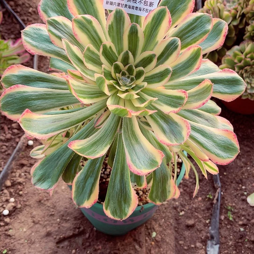 1棚法师拉丝锦1233