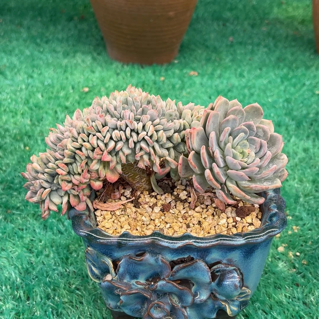 ，，，，，，，，，，，，，，，，，，，，，，