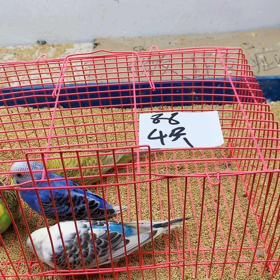 虎皮鹦鹉风****→虎皮鹦鹉