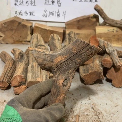 大果紫檀（缅甸花梨）春**意