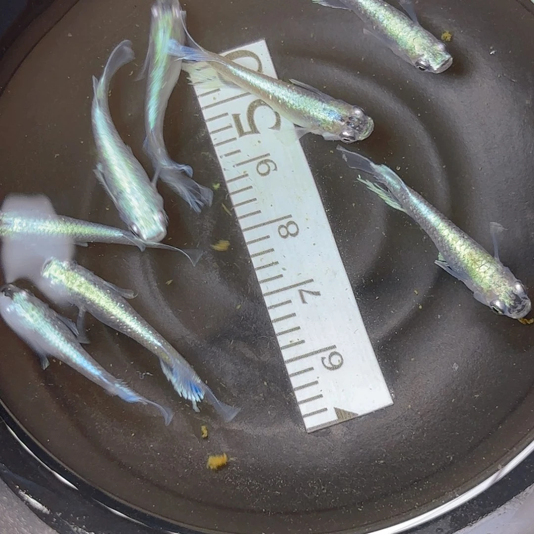 青鳉宽鳍玛丽亚，54号链接