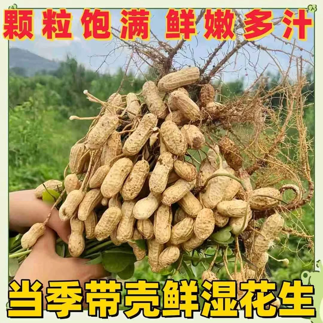 2025年沙土地新鲜现挖带壳粉皮湿花生农家种植可水煮口感香甜