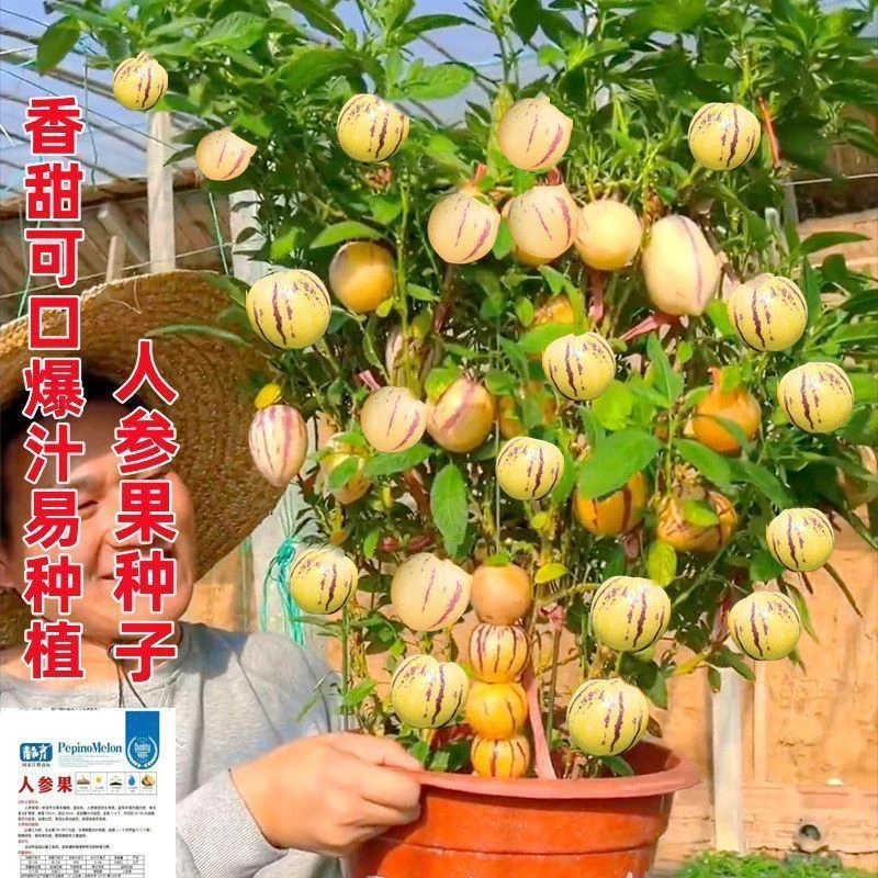 超甜高产人参果种子四季播种盆栽庭院菜园香甜爆汁水果蔬