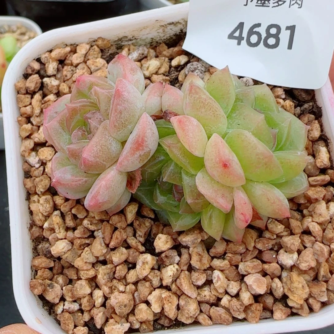 无尽灯，4681多肉植物