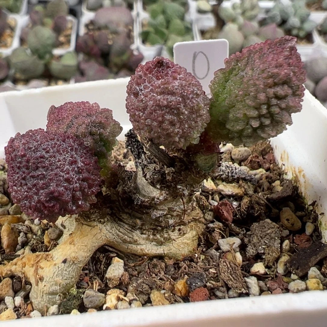 w带桩荔枝造型实生新品